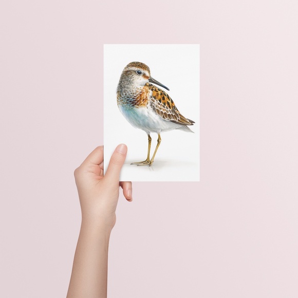 Watercolor Sandpiper Bird Portrait Wall Art Print, Unframed - Coastal Serenity - Picture 5 of 7